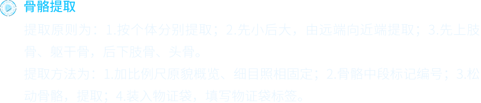 骨骼的现场提取